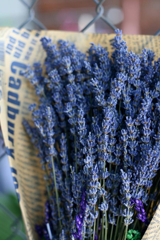 Tặng hoa lavender khô ngẫu hứng cho ngày cuối năm bận rộn
