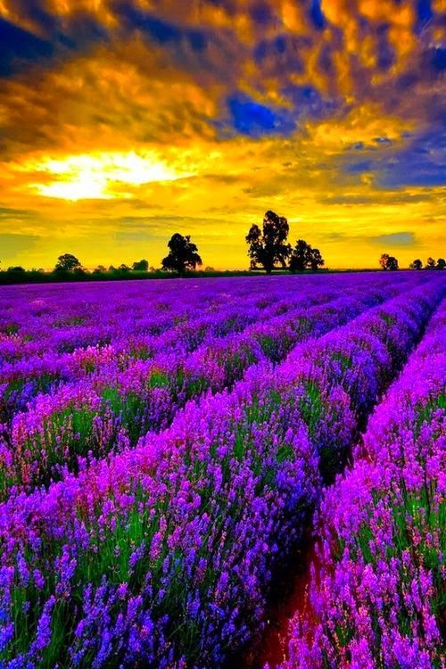 bán hoa lavender khô tphcm
