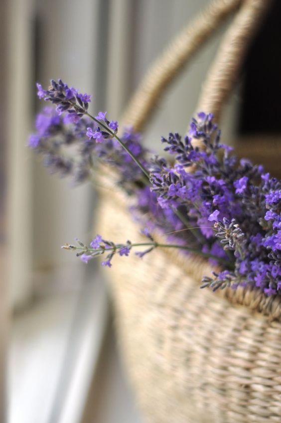 bán hoa lavender khô tphcm