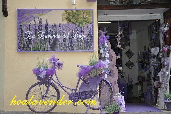 bán hoa lavender khô