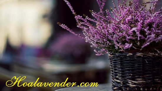 bán sỉ hoa Lavender