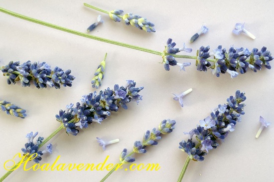 hoa lavender hcm