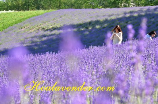 http://hoalavender.com/blog-hoa-lavender/
