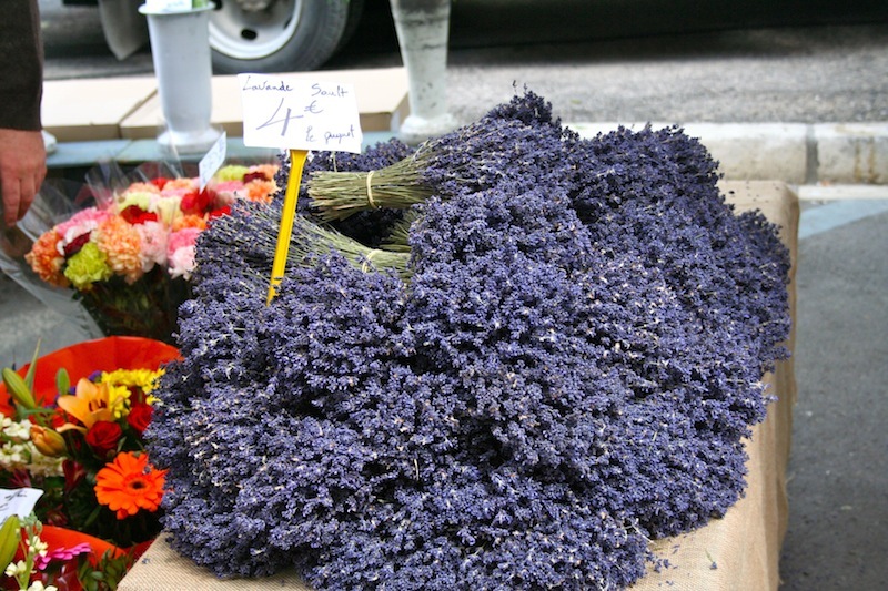 Nơi bán sỉ hoa Lavender Provence ở TP.HCM