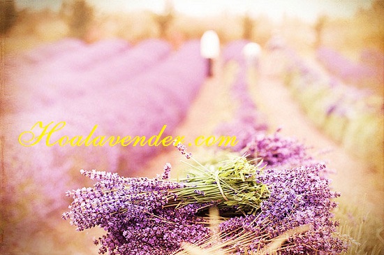http://hoalavender.com/blog-hoa-lavender/