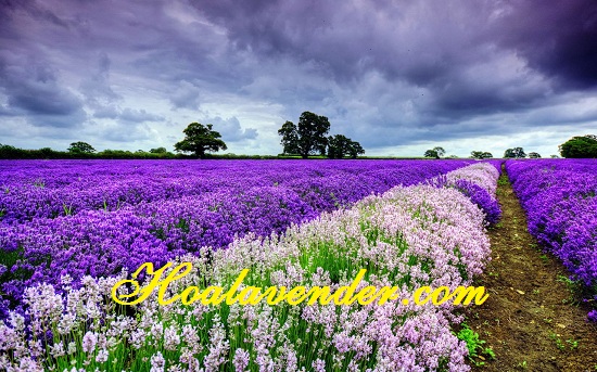 bán sỉ hoa lavender