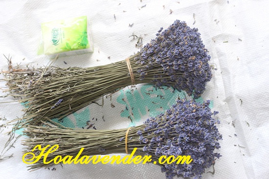 bán sỉ hoa lavender