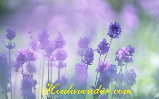 http://hoalavender.com/blog-hoa-lavender/cung-shop-ban-si-hoa-lavender-phan-biet-cac-giong-hoa.html