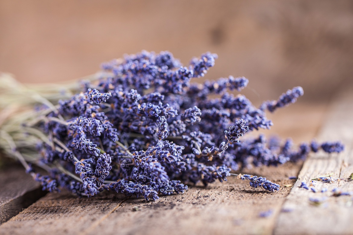 Bán sỉ hoa lavender hcm