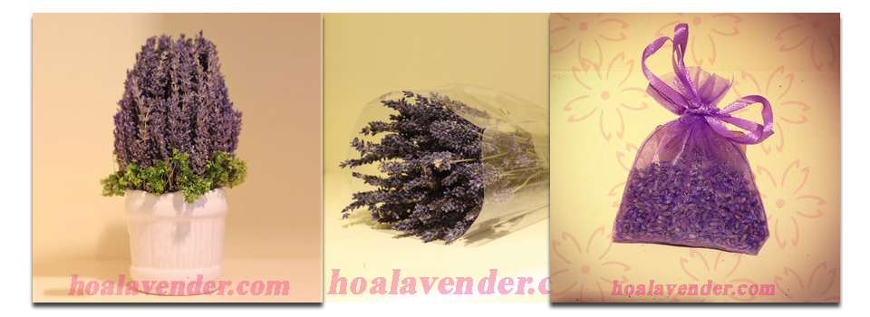 Bán sỉ hoa lavender hcm