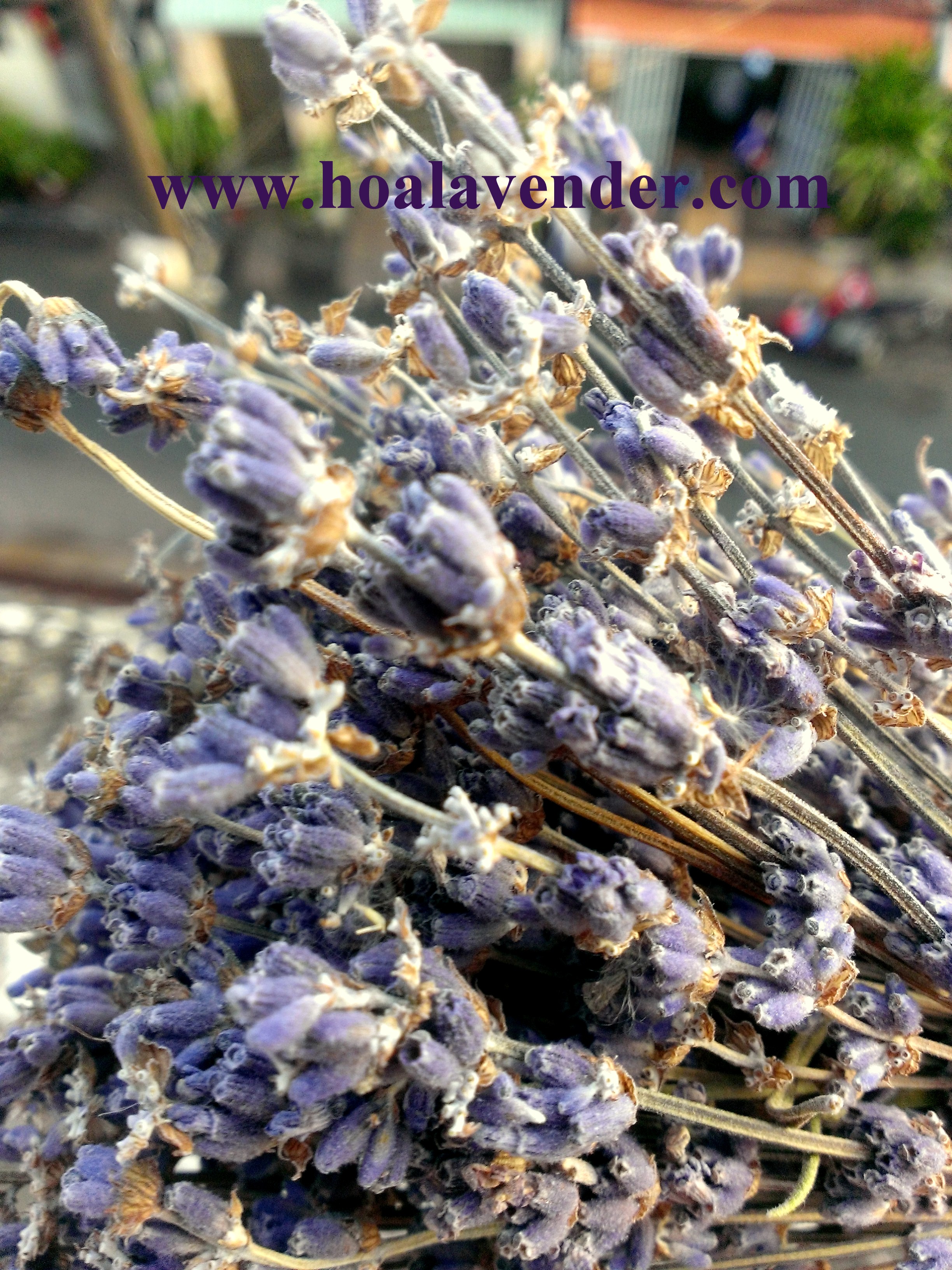 bán sỉ hoa lavender 