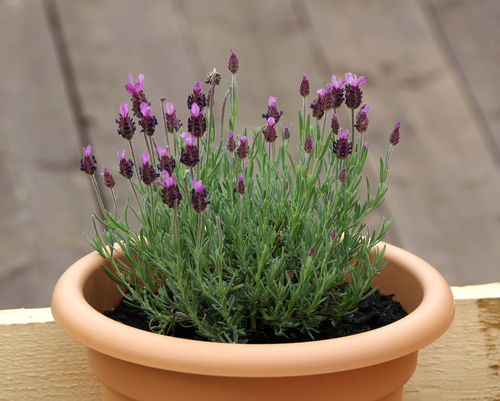 Giải tỏa căng thẳng bằng hương hoa lavender khô