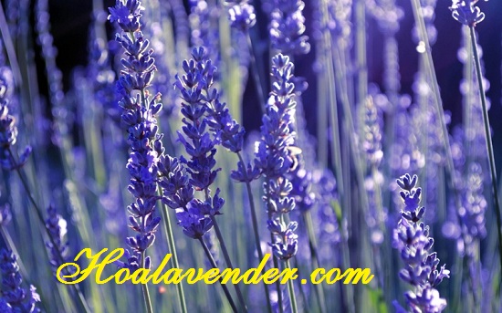 hoa lavender có thơm không