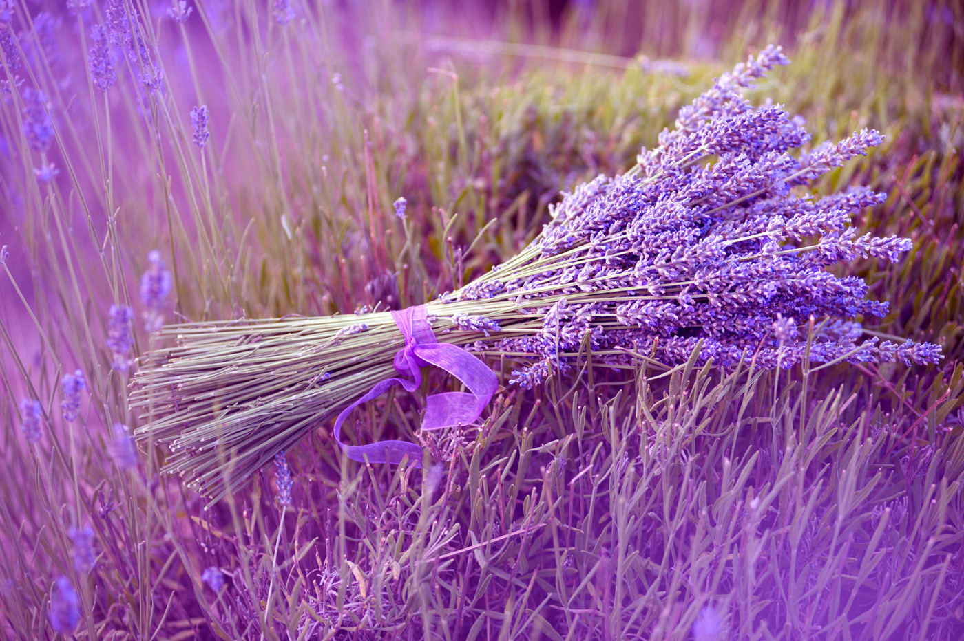 Hoa lavender hcm