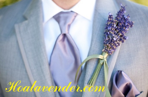 hoa Lavender Tphcm