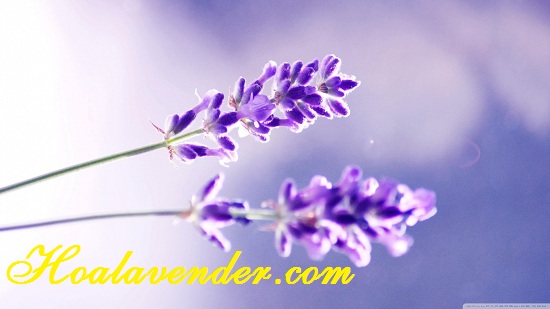 hoa lavender khô