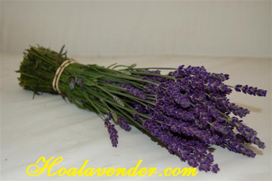 hoa lavender khô hcm