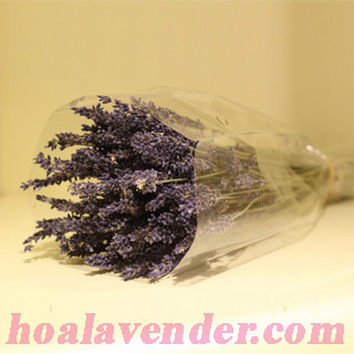 hoa lavender khô bó