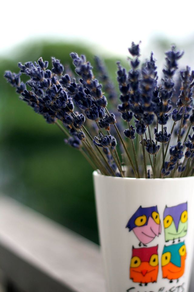 Hoa lavender khô để bàn: Gợi ý hay về phong thủy cho dân công sở