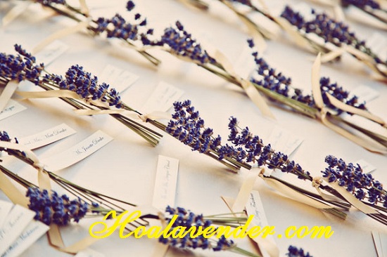 hoa lavender khô giá rẻ
