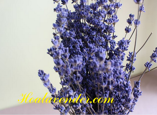 Có nên mua hoa lavender khô TP.HCM online? 