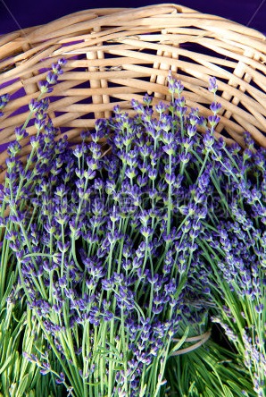 Có nên mua hoa lavender khô TP.HCM online?