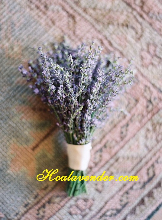 hoa lavender tphcm