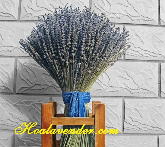 hoa lavender tphcm