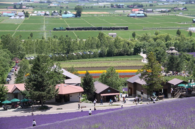 Cùng du lịch đến Furano vào mùa hoa oải hương nở rộ