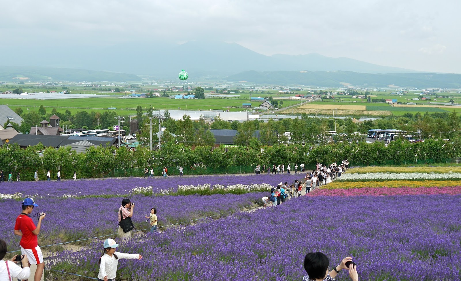 Cùng du lịch đến Furano vào mùa hoa oải hương nở rộ