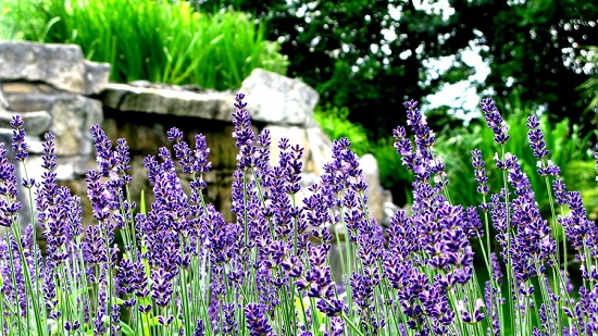 Ban-si-hoa-lavender 5