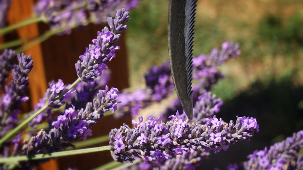 Tâm sự vui nghề bán sỉ hoa lavender