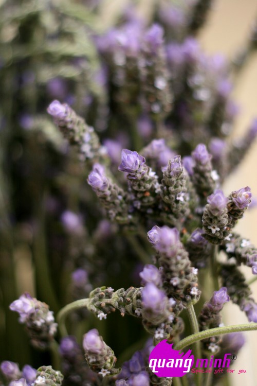 Quà 8/3 từ hoa lavender tươi: Món quà khiến mọi trái tim phái đẹp tan chảy