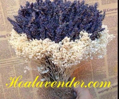 3 địa chỉ bán hoa Lavender bạn không nên bỏ qua