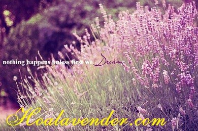 4 lý do nên tìm shop bán sỉ hoa Lavender tặng cho phái đẹp