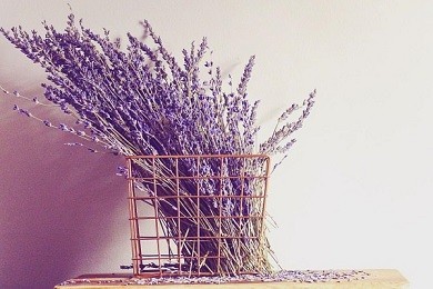 Cung cấp hoa lavender khô trang trí giá mềm