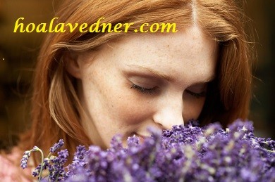 Hoa lavender khô liệu có phù hợp cho phái đẹp trong ngày quốc tế phụ nữ 8/3 ?