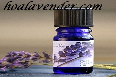Lợi ích khi sở hữu một lọ tinh dầu hoa lavender hữu cơ