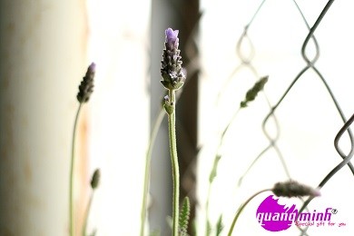 Quà 8/3 từ hoa lavender tươi: Món quà khiến mọi trái tim phái đẹp tan chảy