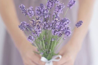 Bán hoa lavender khô: Được nhiều hơn cả một công việc