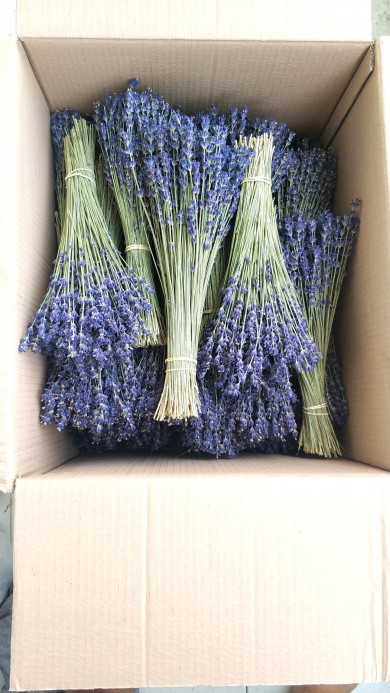 Bán hoa lavender khô giá phải chăng