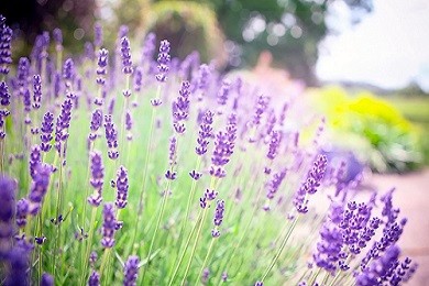 Bán hoa lavender khô giá tốt ở TP. HCM