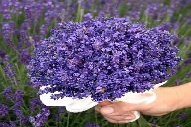 Bán hoa lavender khô kiếm thêm thu nhập: Tại sao lại không?