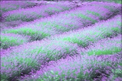 Bán hoa lavender khô: Việc làm thêm hot nhất mùa hè năm 2016
