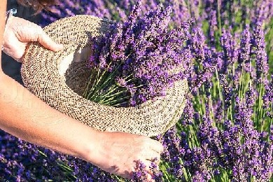 Bán hoa lavender khô: Việc nhẹ lương cao dành cho những người yêu hoa