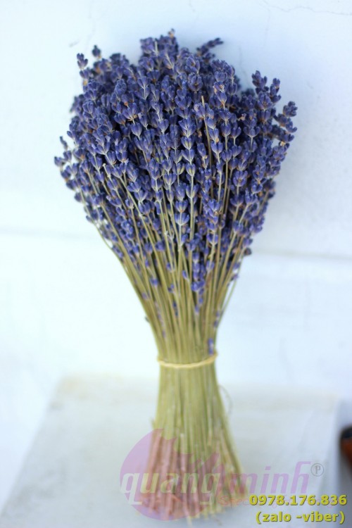 Bó hoa lavender khô (mua về tự cắm)