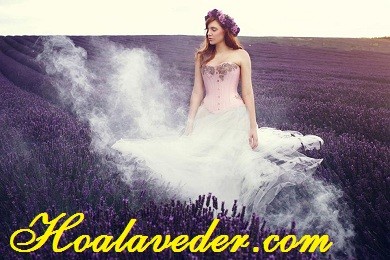 Chuyện tình hoa Lavender - Chờ!