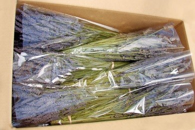 Đi tìm thiên đường bán sỉ hoa lavender khô TP.HCM