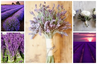 Địa chỉ uy tín bán hoa lavender khô TP.HCM