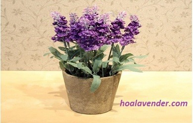 Gợi ý 3 giống hoa Lavender có thể trồng và chăm sóc được tại Việt Nam